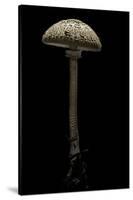 Macrolepiota Procera (Parasol Mushroom)-Paul Starosta-Stretched Canvas