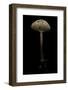 Macrolepiota Procera (Parasol Mushroom)-Paul Starosta-Framed Photographic Print