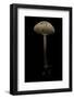 Macrolepiota Procera (Parasol Mushroom)-Paul Starosta-Framed Photographic Print