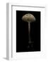 Macrolepiota Procera (Parasol Mushroom)-Paul Starosta-Framed Photographic Print