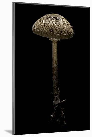 Macrolepiota Procera (Parasol Mushroom)-Paul Starosta-Mounted Photographic Print