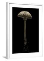 Macrolepiota Procera (Parasol Mushroom)-Paul Starosta-Framed Photographic Print