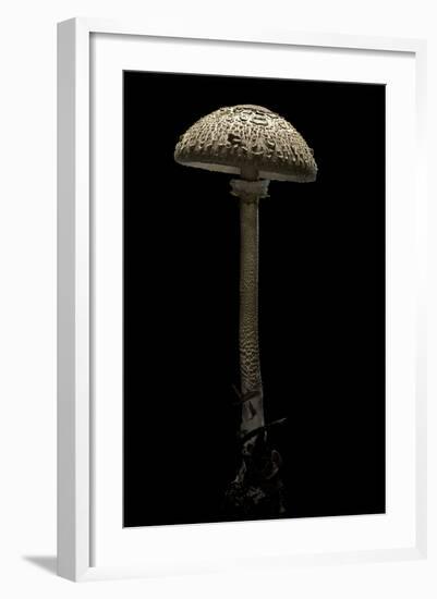 Macrolepiota Procera (Parasol Mushroom)-Paul Starosta-Framed Photographic Print