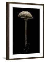 Macrolepiota Procera (Parasol Mushroom)-Paul Starosta-Framed Photographic Print