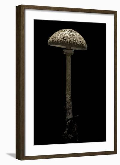 Macrolepiota Procera (Parasol Mushroom)-Paul Starosta-Framed Photographic Print