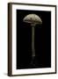 Macrolepiota Procera (Parasol Mushroom)-Paul Starosta-Framed Photographic Print