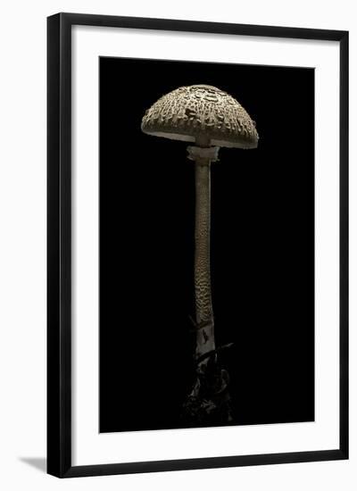 Macrolepiota Procera (Parasol Mushroom)-Paul Starosta-Framed Photographic Print