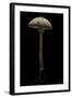 Macrolepiota Procera (Parasol Mushroom)-Paul Starosta-Framed Photographic Print