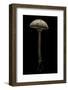 Macrolepiota Procera (Parasol Mushroom)-Paul Starosta-Framed Photographic Print