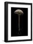 Macrolepiota Procera (Parasol Mushroom)-Paul Starosta-Framed Photographic Print