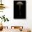 Macrolepiota Procera (Parasol Mushroom)-Paul Starosta-Stretched Canvas displayed on a wall