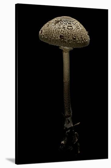 Macrolepiota Procera (Parasol Mushroom)-Paul Starosta-Stretched Canvas