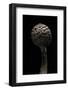 Macrolepiota Rhacodes (Shaggy Parasol)-Paul Starosta-Framed Photographic Print