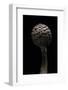 Macrolepiota Rhacodes (Shaggy Parasol)-Paul Starosta-Framed Photographic Print