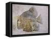 Macromesodon Macropterus Fish Fossil-Naturfoto Honal-Framed Stretched Canvas