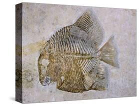 Macromesodon Macropterus Fish Fossil-Naturfoto Honal-Stretched Canvas