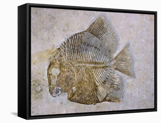 Macromesodon Macropterus Fish Fossil-Naturfoto Honal-Framed Stretched Canvas