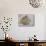 Macromesodon Macropterus Fish Fossil-Naturfoto Honal-Stretched Canvas displayed on a wall