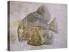 Macromesodon Macropterus Fish Fossil-Naturfoto Honal-Stretched Canvas