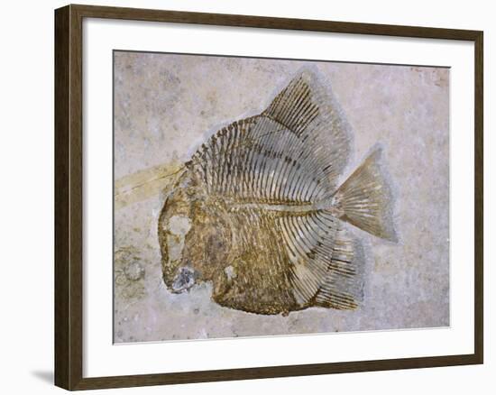 Macromesodon Macropterus Fish Fossil-Naturfoto Honal-Framed Photographic Print