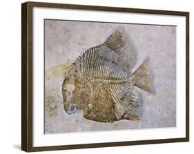 Macromesodon Macropterus Fish Fossil-Naturfoto Honal-Framed Photographic Print