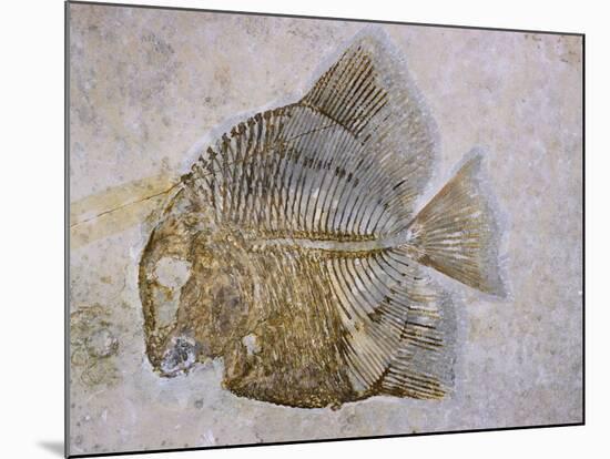 Macromesodon Macropterus Fish Fossil-Naturfoto Honal-Mounted Photographic Print