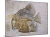 Macromesodon Macropterus Fish Fossil-Naturfoto Honal-Mounted Photographic Print