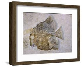 Macromesodon Macropterus Fish Fossil-Naturfoto Honal-Framed Photographic Print