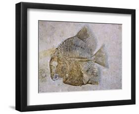 Macromesodon Macropterus Fish Fossil-Naturfoto Honal-Framed Photographic Print