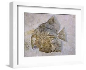 Macromesodon Macropterus Fish Fossil-Naturfoto Honal-Framed Photographic Print