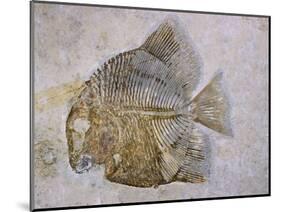 Macromesodon Macropterus Fish Fossil-Naturfoto Honal-Mounted Photographic Print