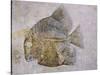 Macromesodon Macropterus Fish Fossil-Naturfoto Honal-Stretched Canvas