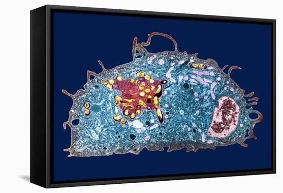 Macrophage And Tuberculosis Vaccine, TEM-Science Photo Library-Framed Stretched Canvas