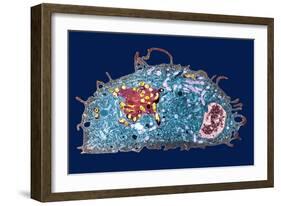 Macrophage And Tuberculosis Vaccine, TEM-Science Photo Library-Framed Photographic Print