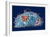 Macrophage And Tuberculosis Vaccine, TEM-Science Photo Library-Framed Photographic Print