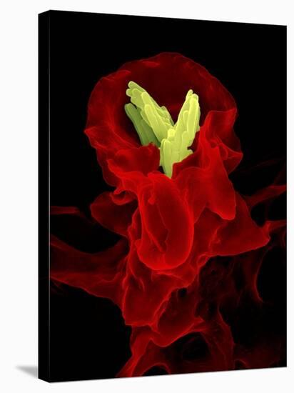 Macrophage Engulfing TB Bacteria, SEM-Science Photo Library-Stretched Canvas