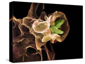 Macrophage Engulfing TB Bacteria, SEM-Science Photo Library-Stretched Canvas
