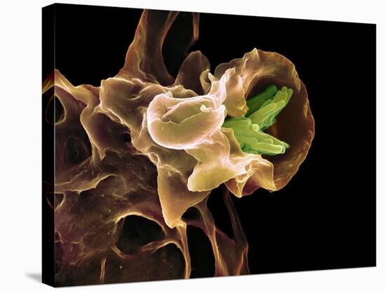 Macrophage Engulfing TB Bacteria, SEM-Science Photo Library-Stretched Canvas