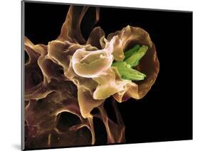 Macrophage Engulfing TB Bacteria, SEM-Science Photo Library-Mounted Premium Photographic Print