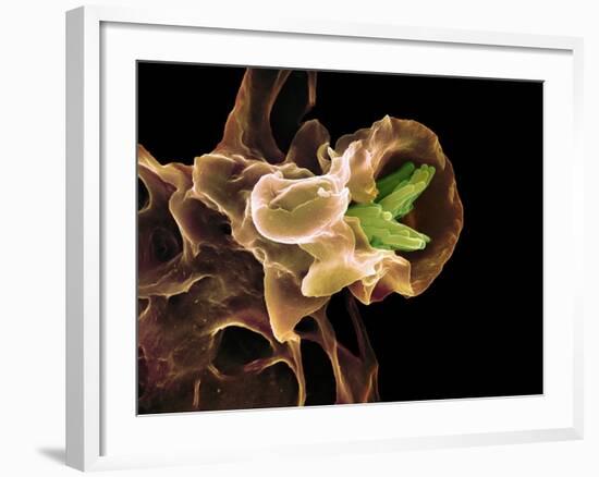 Macrophage Engulfing TB Bacteria, SEM-Science Photo Library-Framed Photographic Print