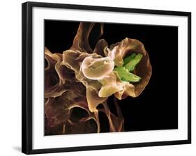 Macrophage Engulfing TB Bacteria, SEM-Science Photo Library-Framed Photographic Print