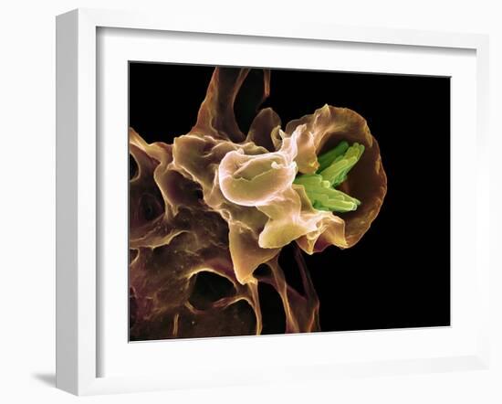 Macrophage Engulfing TB Bacteria, SEM-Science Photo Library-Framed Photographic Print