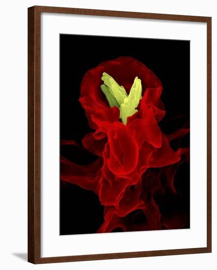 Macrophage Engulfing TB Bacteria, SEM-Science Photo Library-Framed Photographic Print