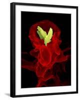 Macrophage Engulfing TB Bacteria, SEM-Science Photo Library-Framed Photographic Print