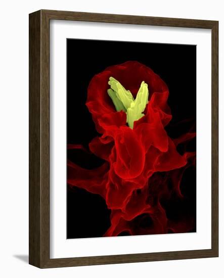 Macrophage Engulfing TB Bacteria, SEM-Science Photo Library-Framed Photographic Print