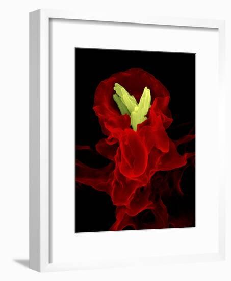 Macrophage Engulfing TB Bacteria, SEM-Science Photo Library-Framed Photographic Print