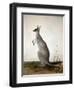 Macropus Parryi, 1834-Edward Lear-Framed Giclee Print