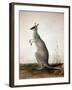 Macropus Parryi, 1834-Edward Lear-Framed Giclee Print