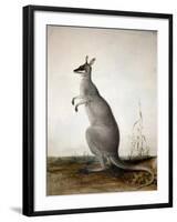 Macropus Parryi, 1834-Edward Lear-Framed Giclee Print