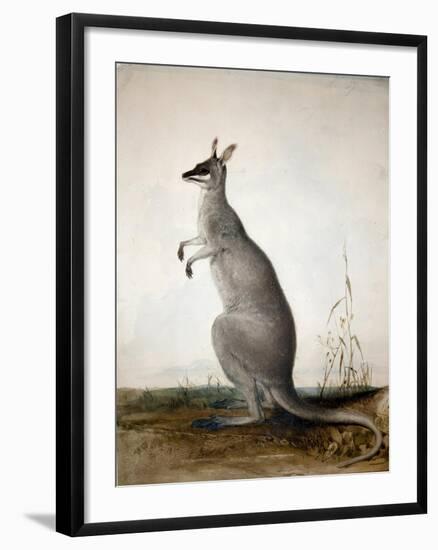 Macropus Parryi, 1834-Edward Lear-Framed Giclee Print